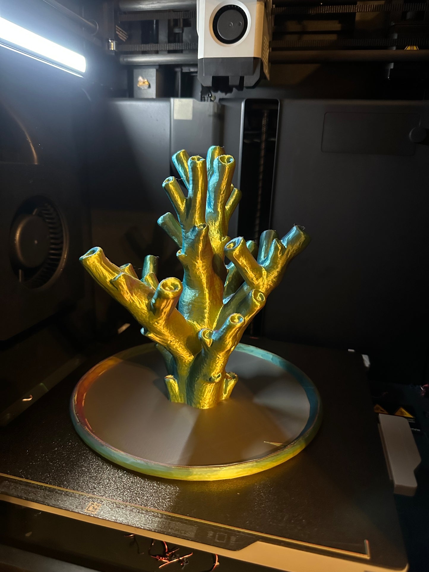 "Echinata Coral Reef" Jewelry Holder